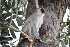 Grüne Meerkatzen (4 von 67).jpg